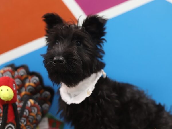 Scottish Terrier-DOG-Male-Black-418-Petland Fort Walton Beach, FL