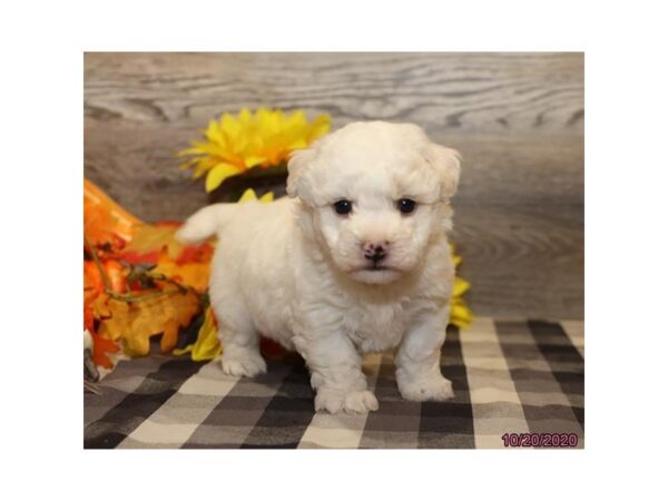 Bichon Frise DOG Male White 470 Petland Fort Walton Beach, FL