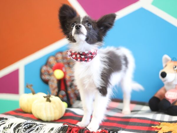 Papillon-DOG-Male-Black / White-339-Petland Fort Walton Beach, FL