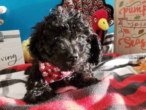 Miniature Poodle DOG Female BLK 476 Petland Fort Walton Beach, FL