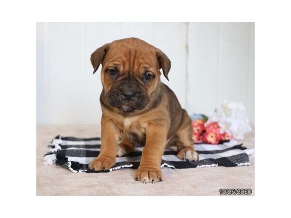 Cane Corso DOG Female Fawn 483 Petland Fort Walton Beach, FL