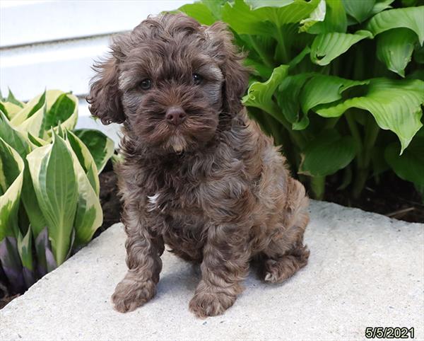 Cockapoo-DOG-Female-Chocolate-1193-Petland Fort Walton Beach, FL