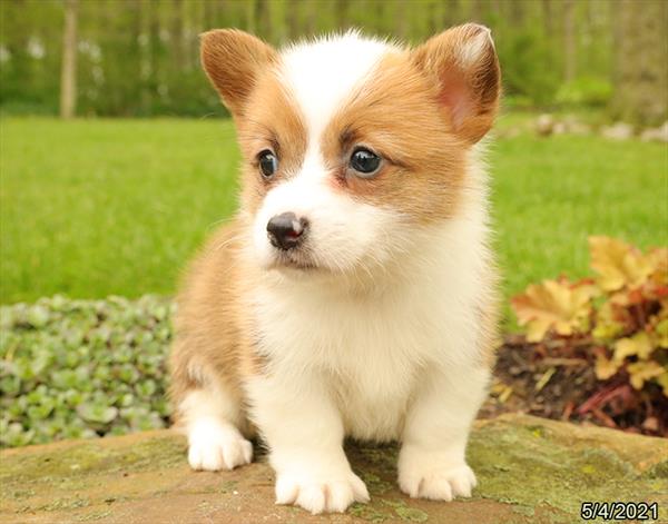 Pembroke Welsh Corgi DOG Male Red / White 1194 Petland Fort Walton Beach, FL