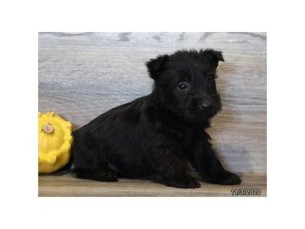 Scottish Terrier-DOG-Female-Black-489-Petland Fort Walton Beach, FL