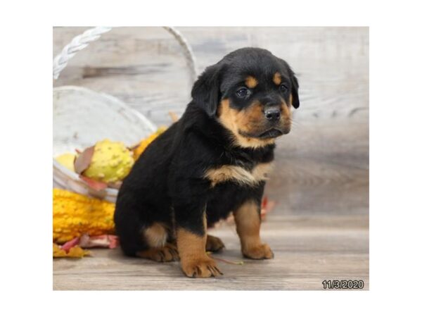 Rottweiler-DOG-Female-Black / Tan-490-Petland Fort Walton Beach, FL