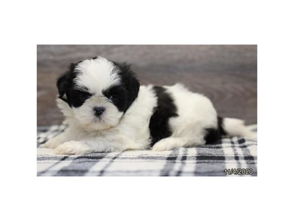 Shih Tzu-DOG-Male-Black / White-491-Petland Fort Walton Beach, FL