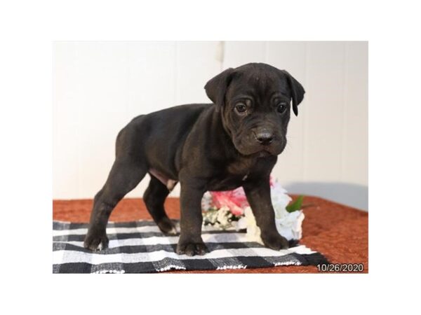 Cane Corso DOG Male Black 492 Petland Fort Walton Beach, FL