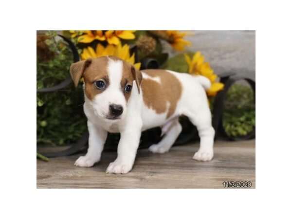 Jack Russell Terrier-DOG-Male-Brown / White-495-Petland Fort Walton Beach, FL