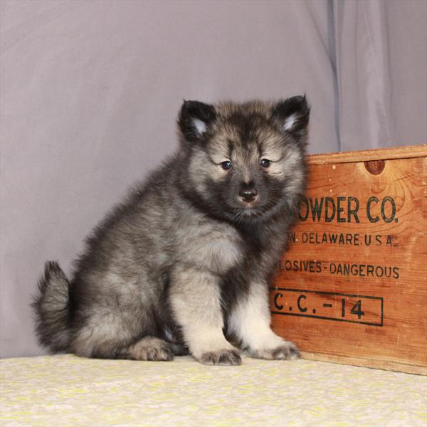 Keeshond-DOG-Male-Black / Silver-1198-Petland Fort Walton Beach, FL