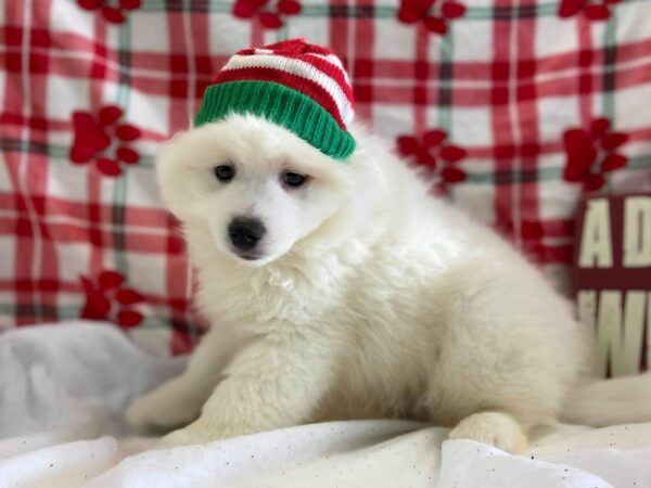 American Eskimo DOG Male White 497 Petland Fort Walton Beach, FL