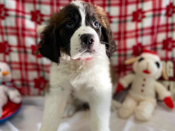 Saint Bernard-DOG-Female-Mahogany / White-493-Petland Fort Walton Beach, FL