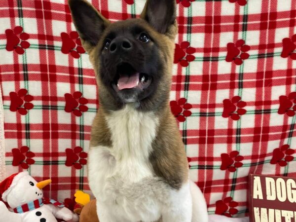 Akita-DOG-Female-Black Pinto-420-Petland Fort Walton Beach, FL