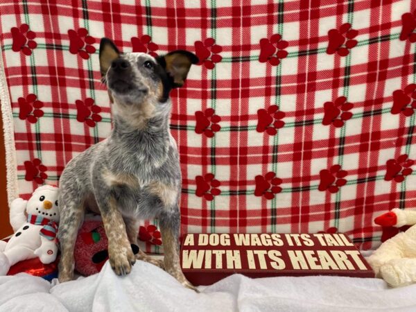 Australian Cattle Dog-DOG-Male-Blue-438-Petland Fort Walton Beach, FL