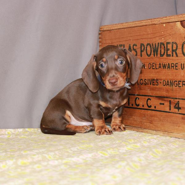 Dachshund DOG Male Chocolate / Tan 1199 Petland Fort Walton Beach, FL