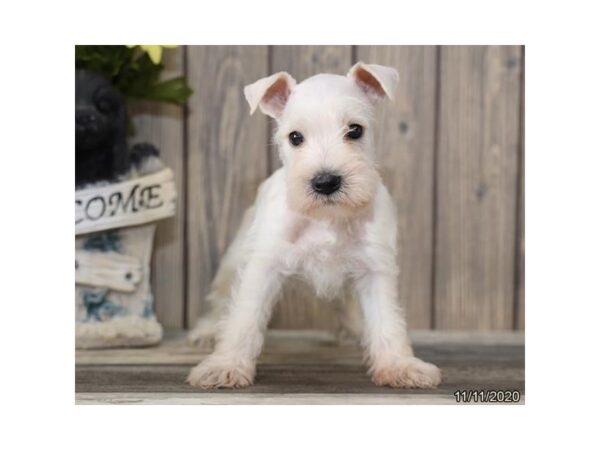 Miniature Schnauzer DOG Male White 505 Petland Fort Walton Beach, FL