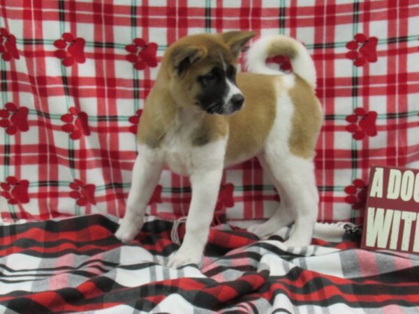 Akita DOG Female Brown 494 Petland Fort Walton Beach, FL