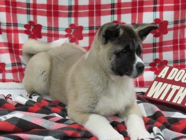 Akita DOG Male Brown 504 Petland Fort Walton Beach, FL