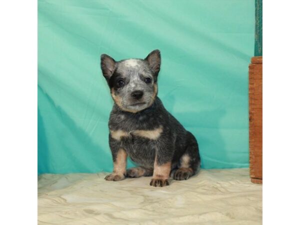 Australian Cattle Dog DOG Female Blue 518 Petland Fort Walton Beach, FL