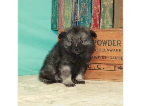 Keeshond-DOG-Male-Black / Silver-521-Petland Fort Walton Beach, FL