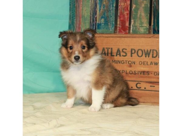 Shetland Sheepdog-DOG-Female-Sable / White-539-Petland Fort Walton Beach, FL