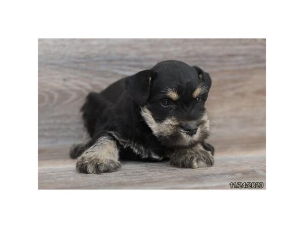 Miniature Schnauzer-DOG-Male-Black / Silver-546-Petland Fort Walton Beach, FL