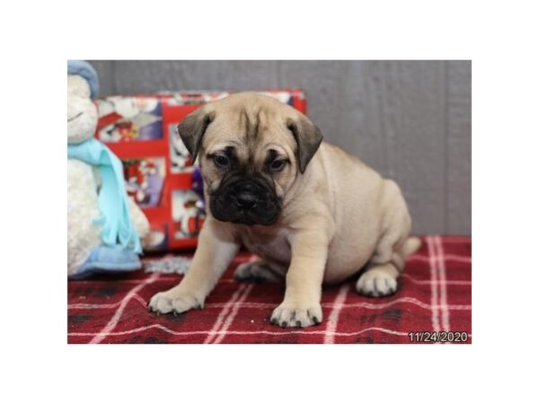 Bullmastiff-DOG-Female-Fawn-547-Petland Fort Walton Beach, FL