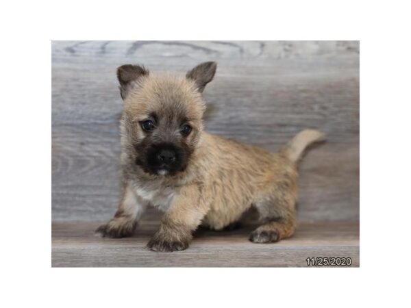 Cairn Terrier-DOG-Male-Wheaten-550-Petland Fort Walton Beach, FL