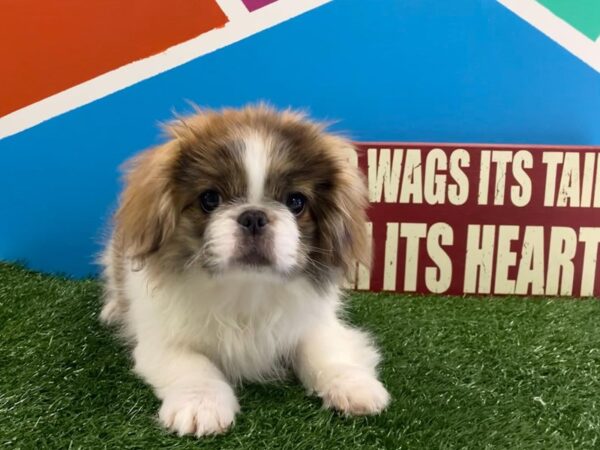 Pekingese-DOG-Female-Brown / White-468-Petland Fort Walton Beach, FL