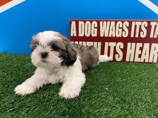 Teddy Bear-DOG-Female-BROWN WH-556-Petland Fort Walton Beach, FL