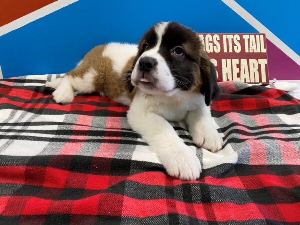 Saint Bernard DOG Female Sable & White 554 Petland Fort Walton Beach, FL