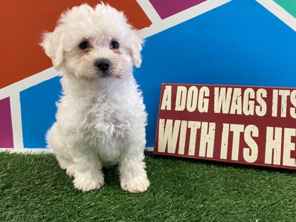 Bichon Frise DOG Male WH 534 Petland Fort Walton Beach, FL