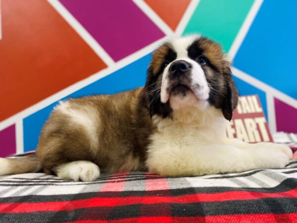 Saint Bernard-DOG-Male-Brown / White-549-Petland Fort Walton Beach, FL