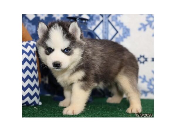 Siberian Husky-DOG-Male-Black / White-575-Petland Fort Walton Beach, FL