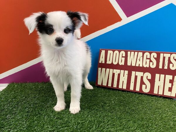 Papillon DOG Male White/Black 568 Petland Fort Walton Beach, FL