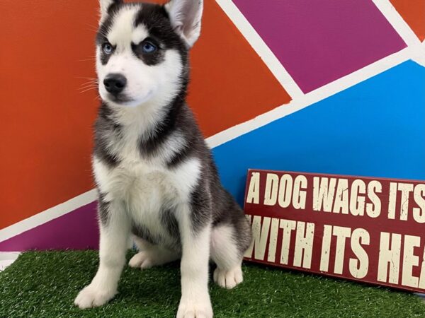 Siberian Husky-DOG-Female-Black Tan / White-563-Petland Fort Walton Beach, FL