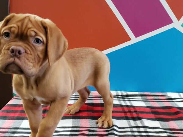 Dogue de Bordeaux DOG Female Red 562 Petland Fort Walton Beach, FL