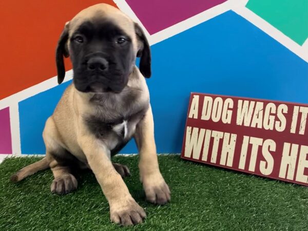 Bullmastiff-DOG-Male-Red Fawn. Black Mask-579-Petland Fort Walton Beach, FL