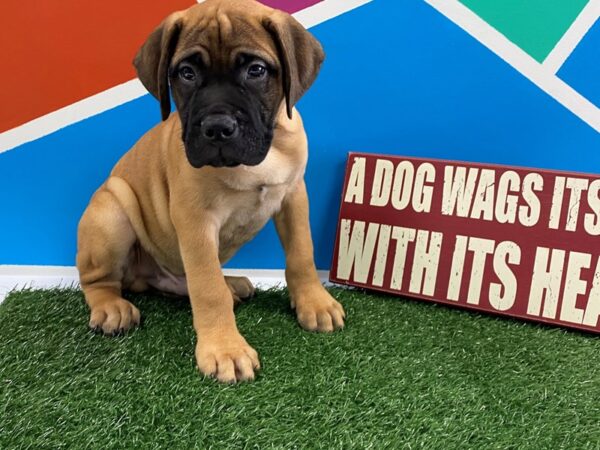 Bullmastiff-DOG-Male-Red Fawn. Black Mask-580-Petland Fort Walton Beach, FL