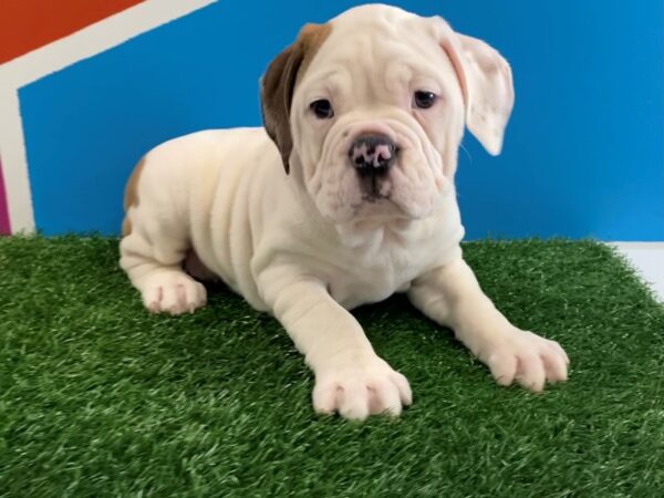 Victorian Bulldog DOG Female Red/White 583 Petland Fort Walton Beach, FL