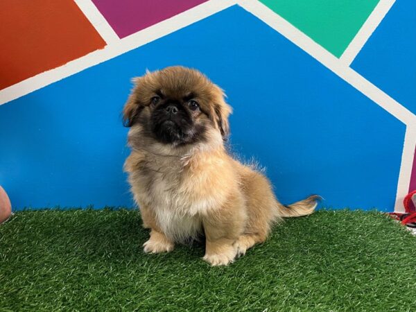 Pekingese-DOG-Male-Sable / White-527-Petland Fort Walton Beach, FL