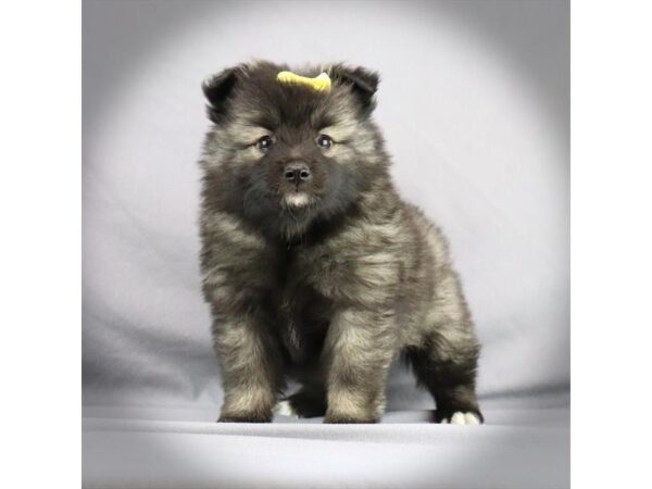 Keeshond-DOG-Female-black/Silver-584-Petland Fort Walton Beach, FL