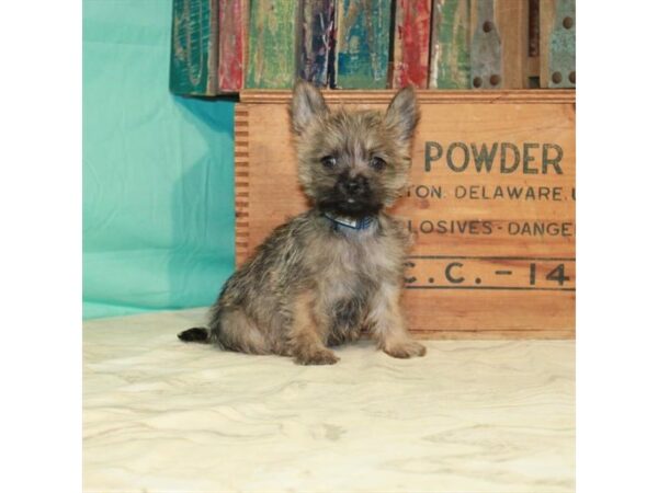 Cairn Terrier-DOG-Male-Wheaten-586-Petland Fort Walton Beach, FL