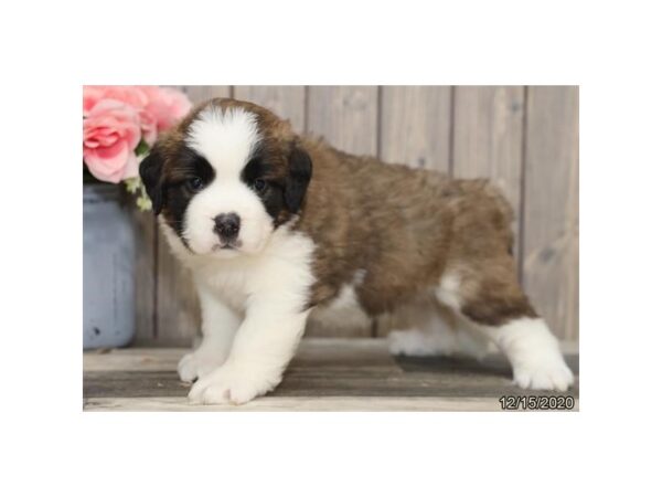 Saint Bernard-DOG-Female-Brown / White-592-Petland Fort Walton Beach, FL