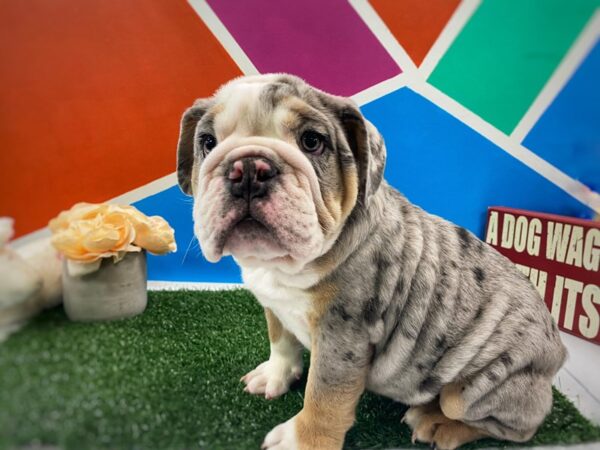 English Bulldog DOG Male Blue Merle 535 Petland Fort Walton Beach, FL