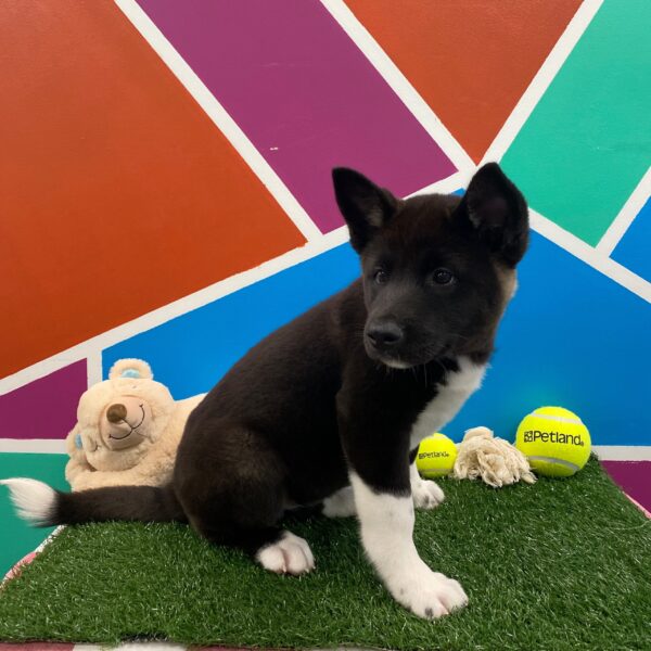 Akita DOG Female Black 1196 Petland Fort Walton Beach, FL