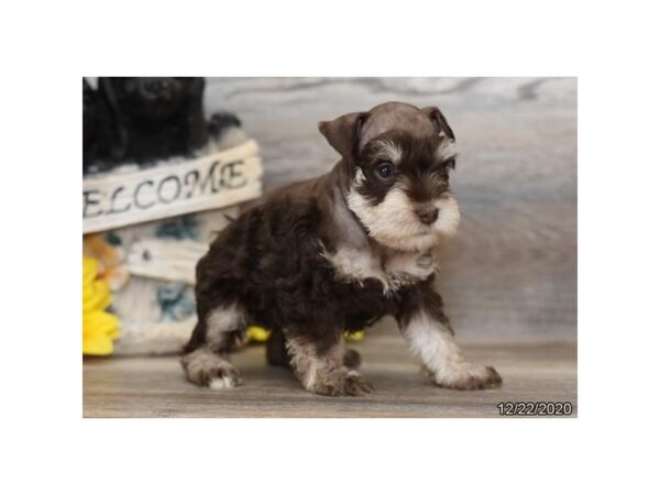 Miniature Schnauzer DOG Female Chocolate 603 Petland Fort Walton Beach, FL