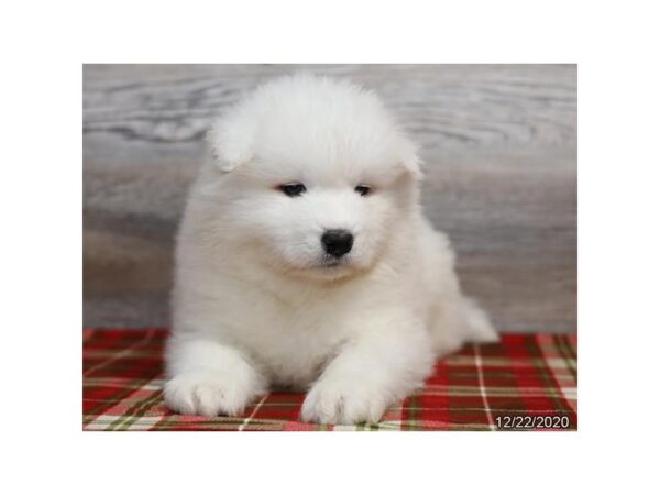 Samoyed-DOG-Male-White-608-Petland Fort Walton Beach, FL