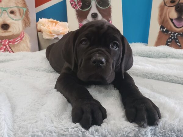 Neapolitan Mastiff DOG Male Black 602 Petland Fort Walton Beach, FL