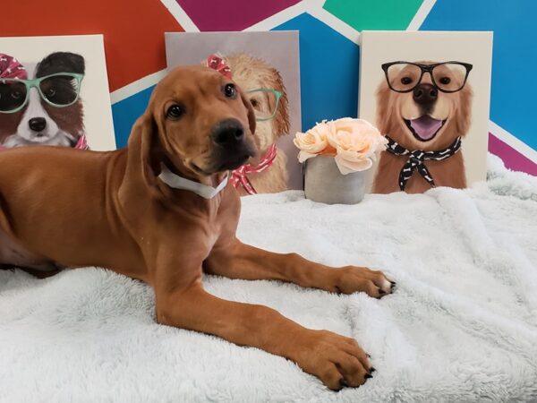 Rhodesian Ridgeback-DOG-Male-Red-601-Petland Fort Walton Beach, FL