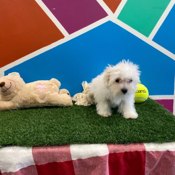 Maltese DOG Male White 1073 Petland Fort Walton Beach, FL